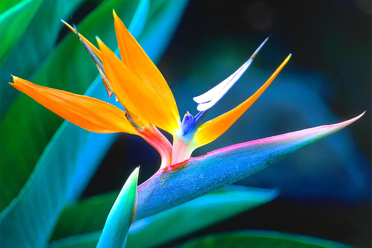 UbuntuFM | Bird of Paradise